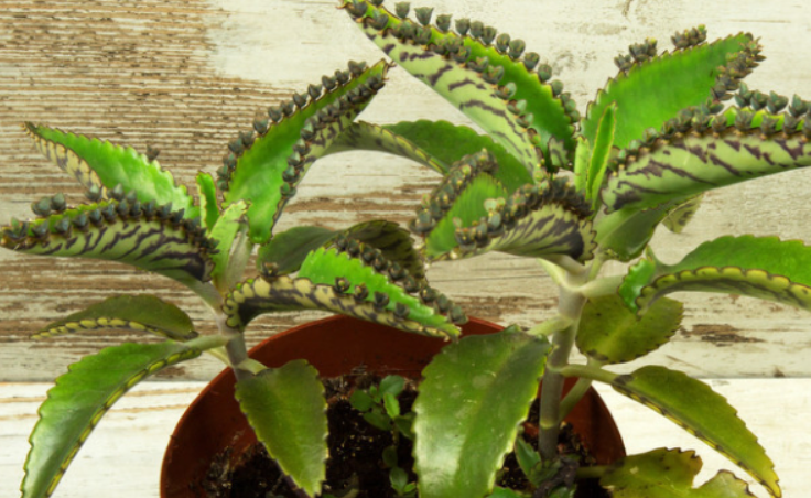 落地生根嫁接长寿花的方法