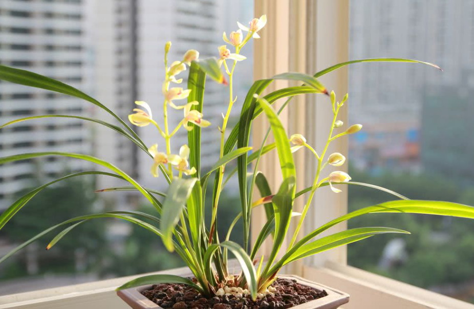 兰花怎么确定换盆成功