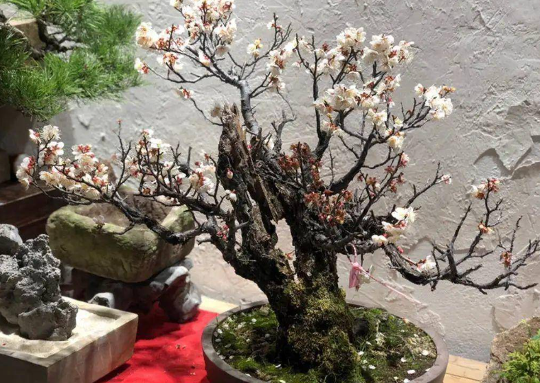 家里养梅花真的不吉利吗