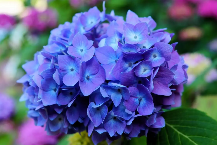 绣球花能水培生根吗