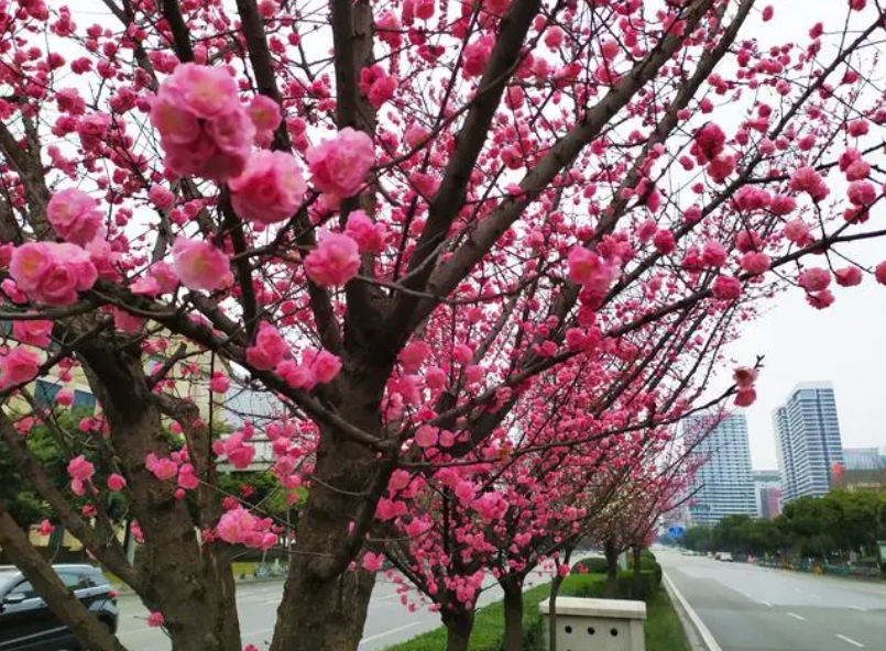 红梅树修剪时间和方法