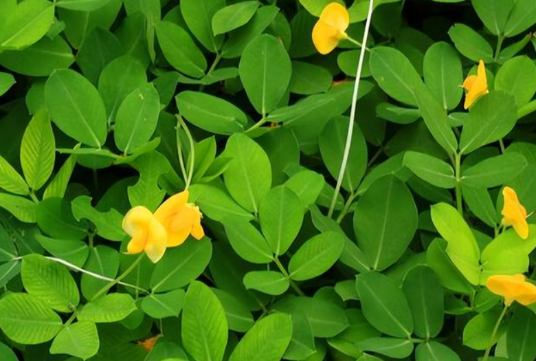 春花生几月份种最好