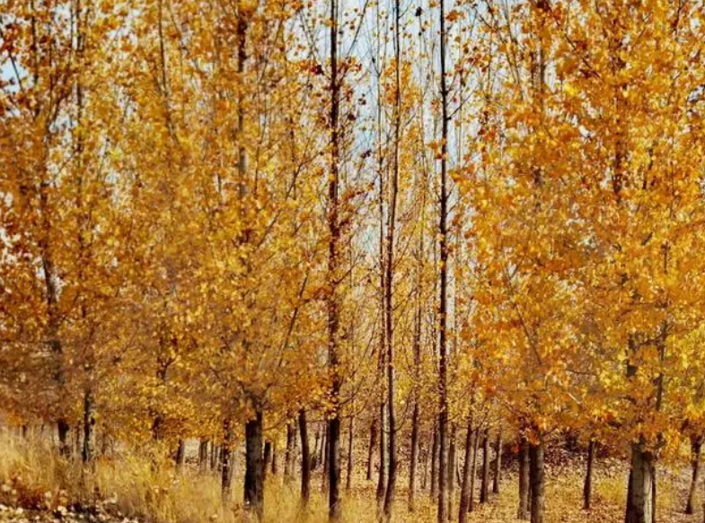 杨树剪枝的最佳时间