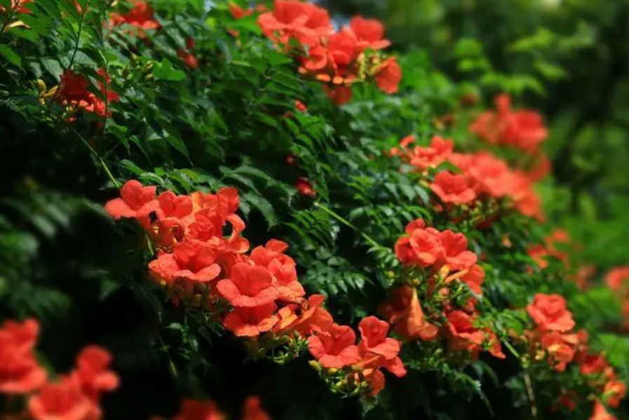 凌霄花北方室外过冬