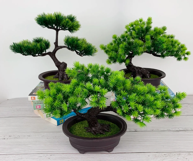 室内养松树好不好