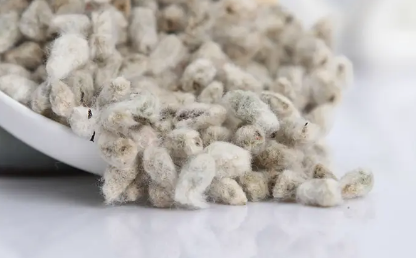 棉花种子哪个品种好