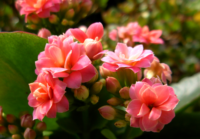 长寿花换盆后要浇水吗