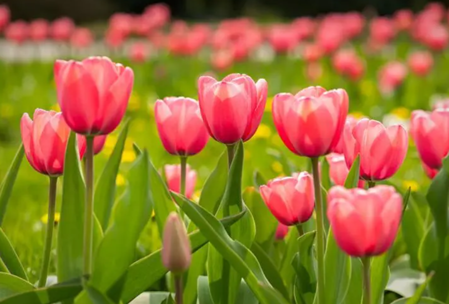 郁金香要种多久才开花