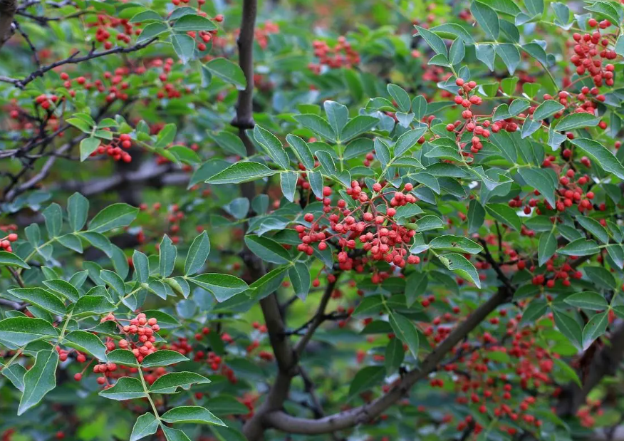 花椒树是凶树还是吉树
