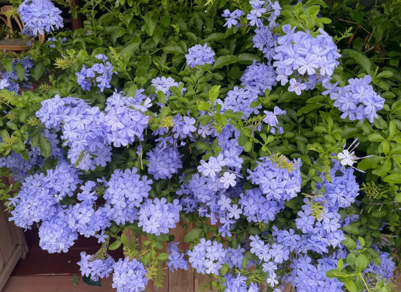 蓝雪花小苗能用大盆吗