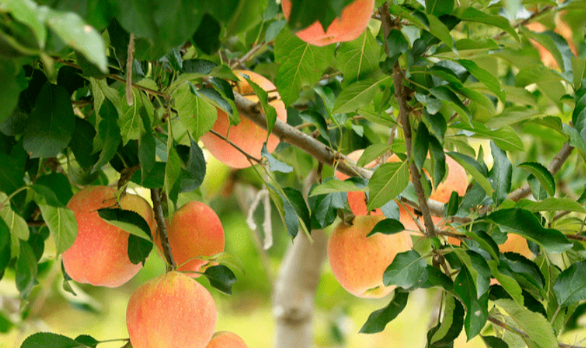 果树为什么要等几年才结果