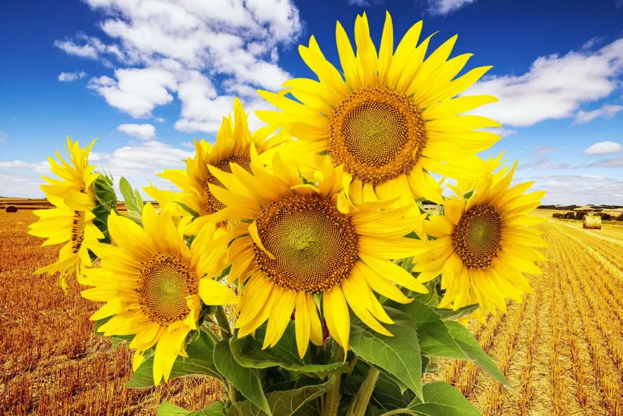 向日葵什么季节开花