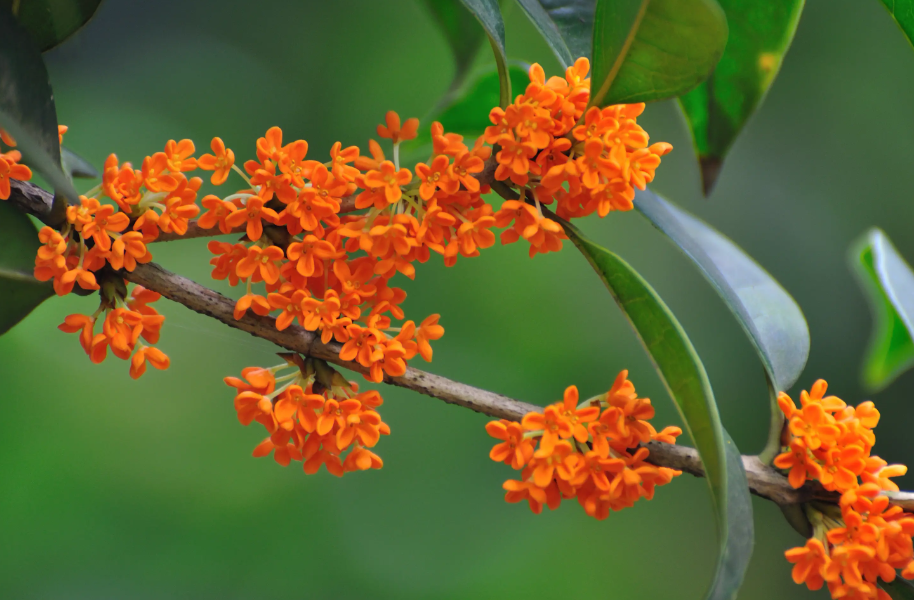 桂花带着土球频繁换盆会死吗