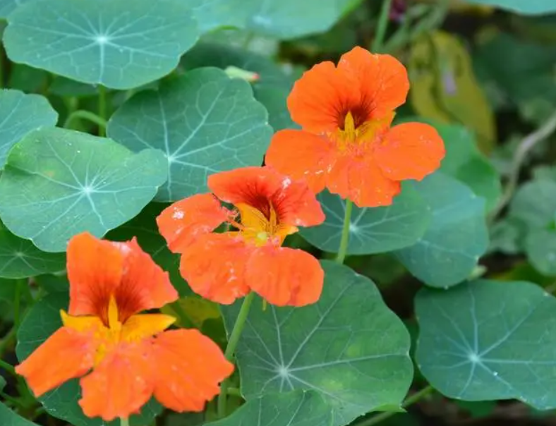 旱金莲一年开几次花