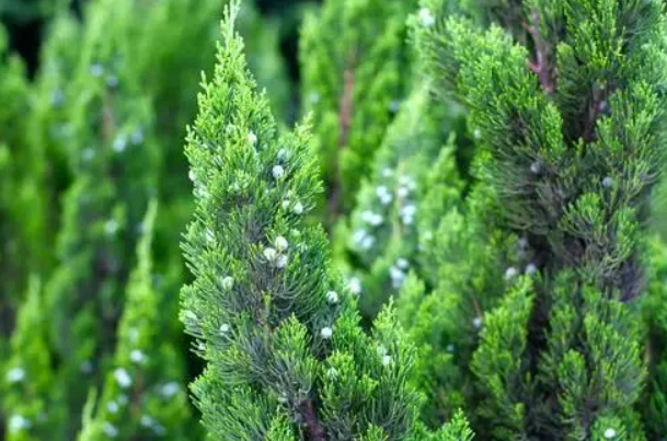 柏树在我国的哪里生长