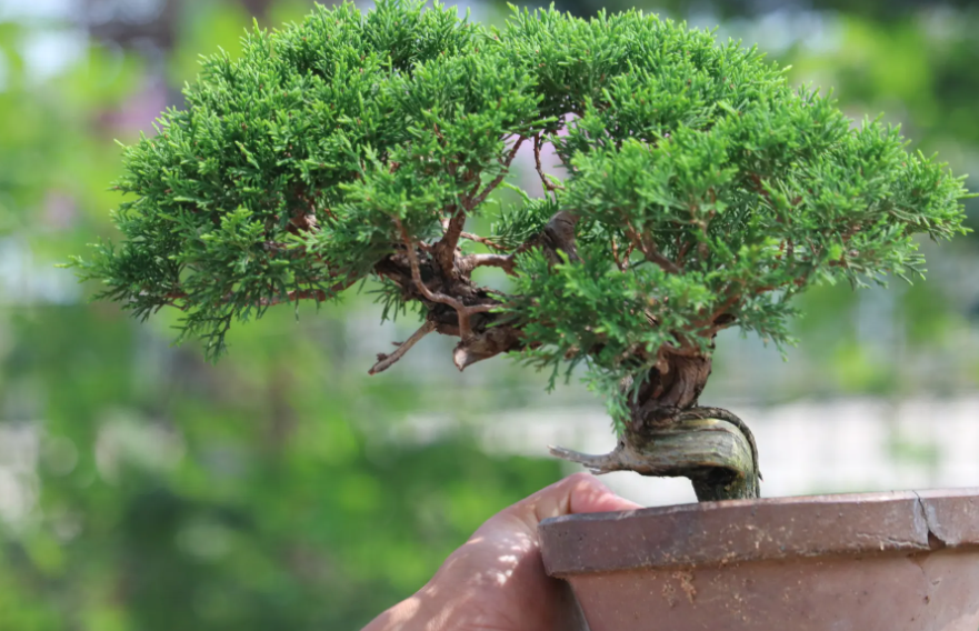济州真柏树盆景怎么养