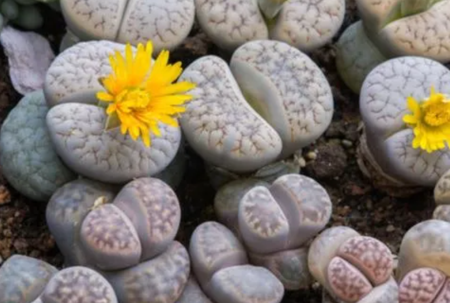 生石花变成2个需要分开吗