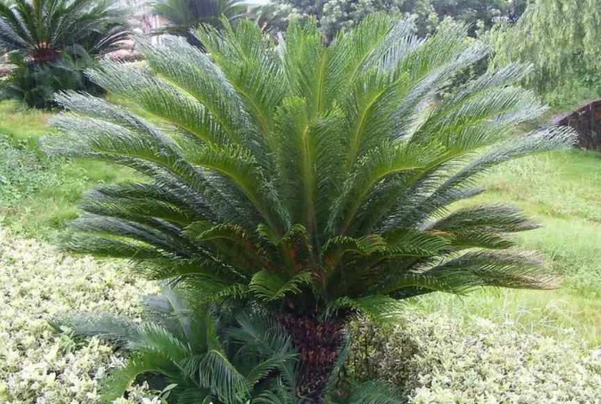 铁树种植方法注意事项