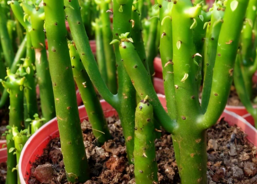 多肉光棍树怎么修剪