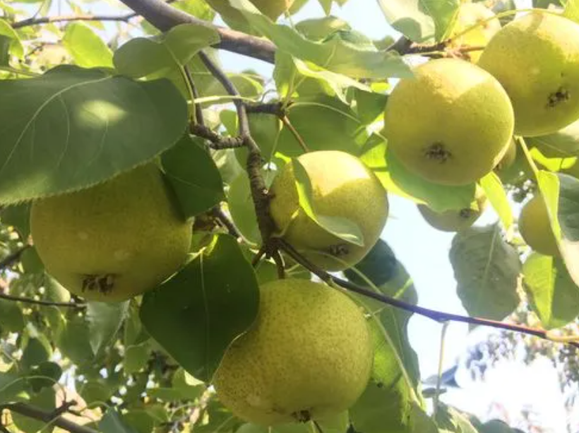 梨树嫁接的适宜时间