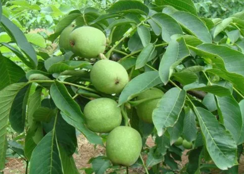 核桃树的风水和寓意