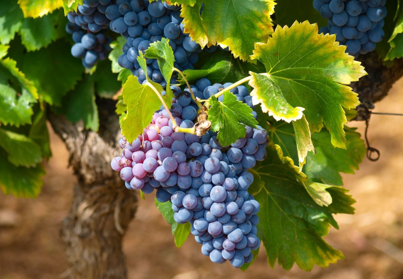 院子可以栽葡萄树吗