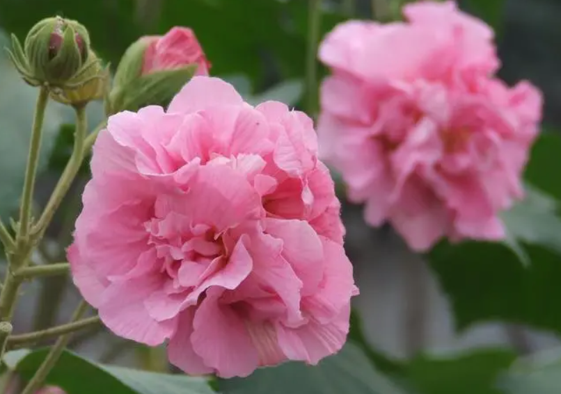 芙蓉花几月份扦插