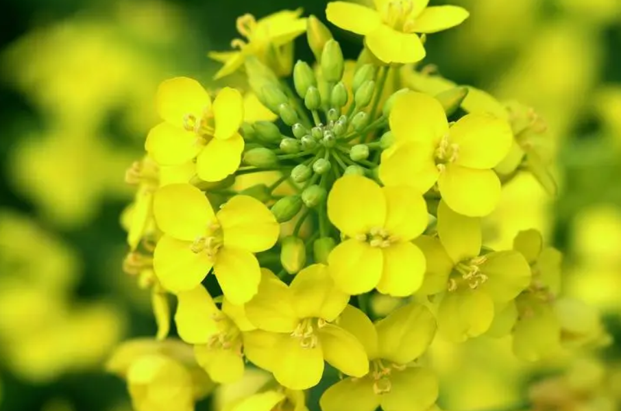 油菜花种植成本及利润