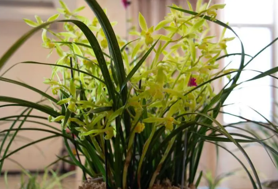 兰花的寓意和象征