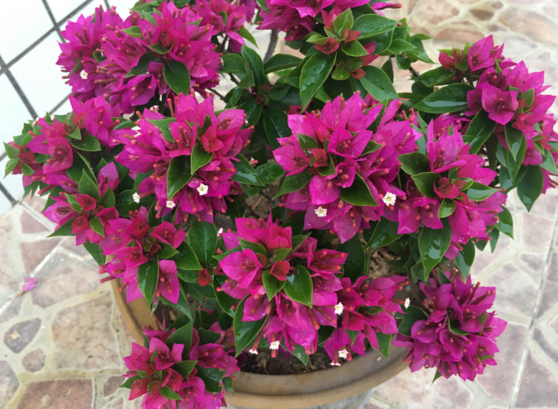 勤花三角梅的特点