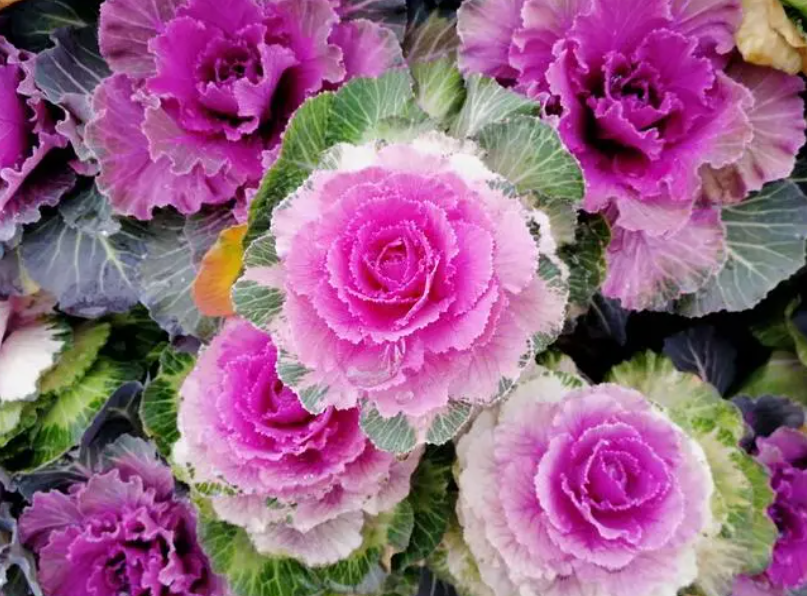 羽衣甘蓝花后还可种植吗