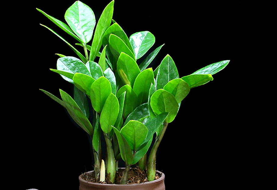 请问金钱树怎么养