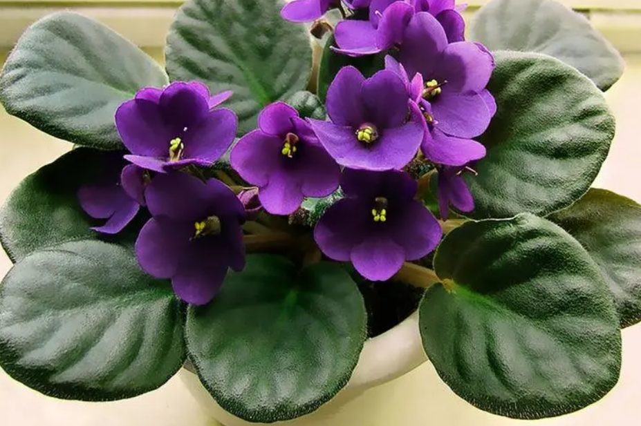 紫罗兰花家养好吗