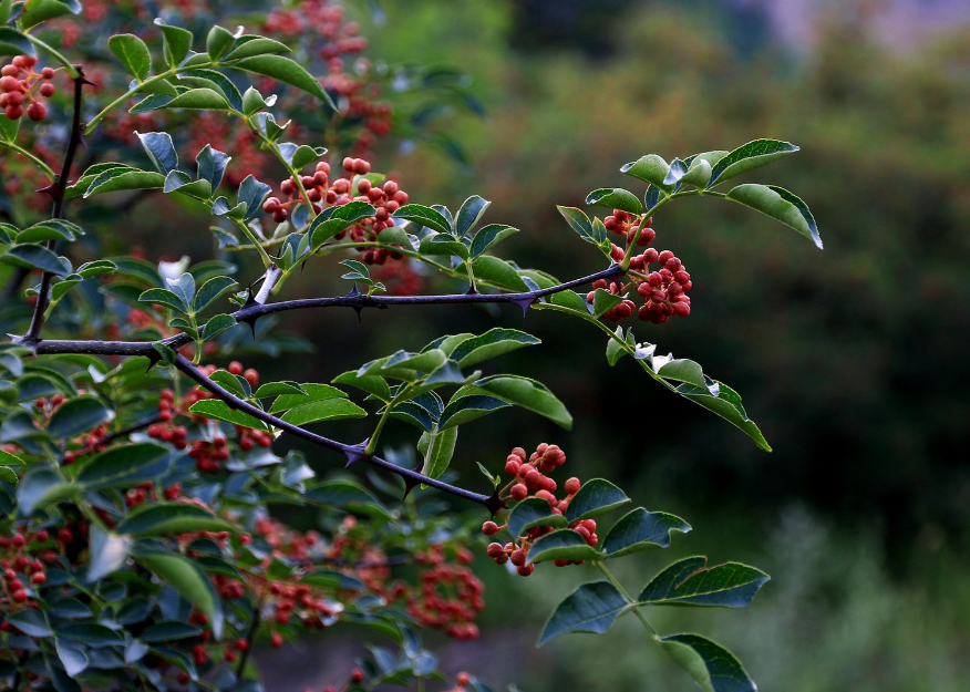 花椒树的种植方法