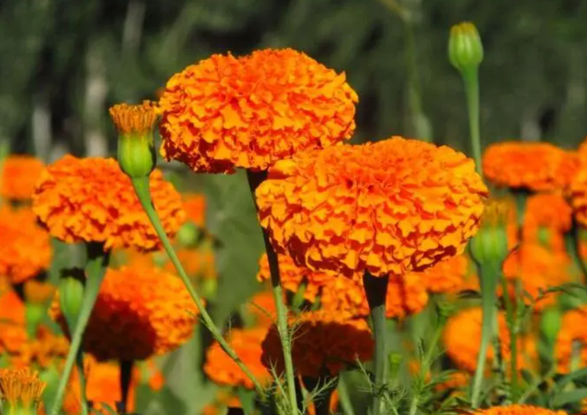 秋季养花卉有哪些