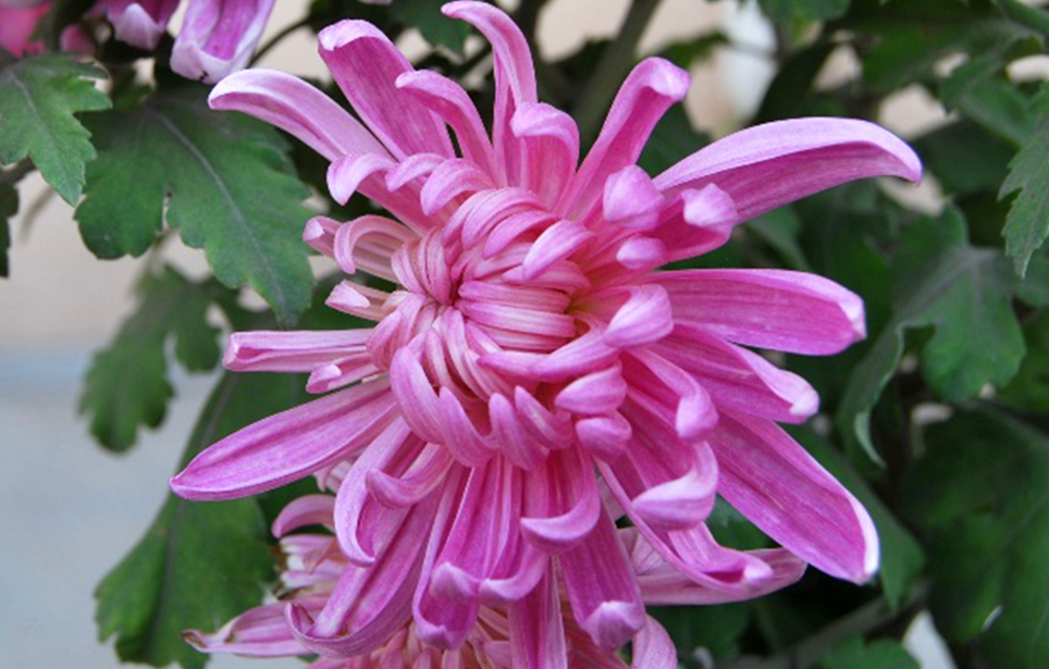 菊花怎么修剪让它矮头又多