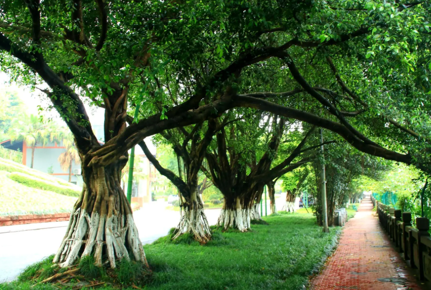 榕树换盆后怎么养护