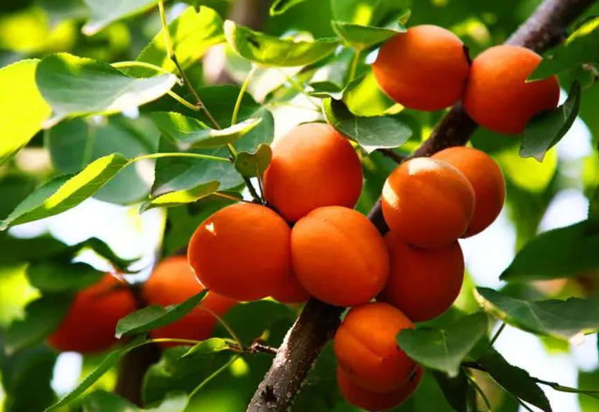 杏树的生活需要什么