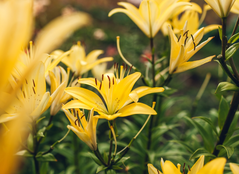 百合花喜阴还是喜阳光