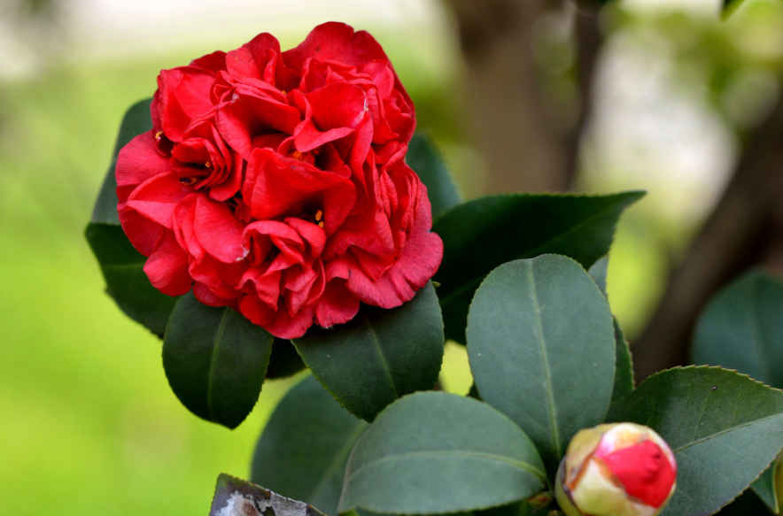 茶花养殖注意事项