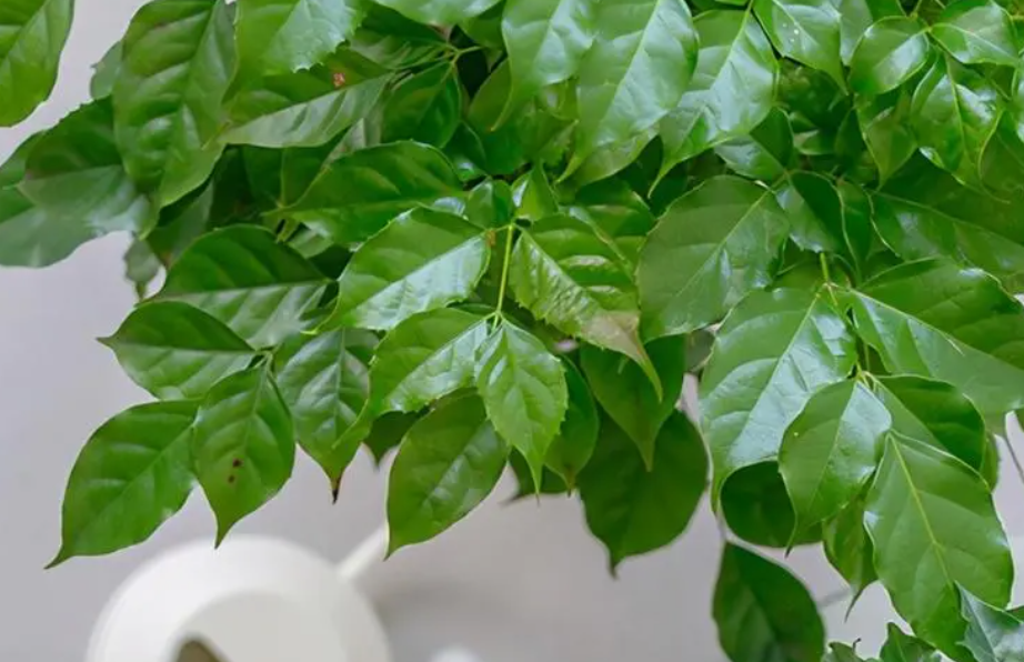 幸福树营养液的使用方法