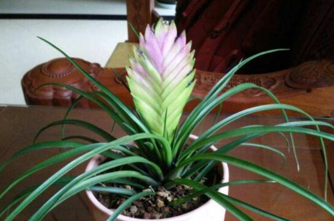 铁兰老株还会开花吗