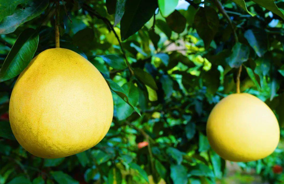 柚子树风水学和寓意