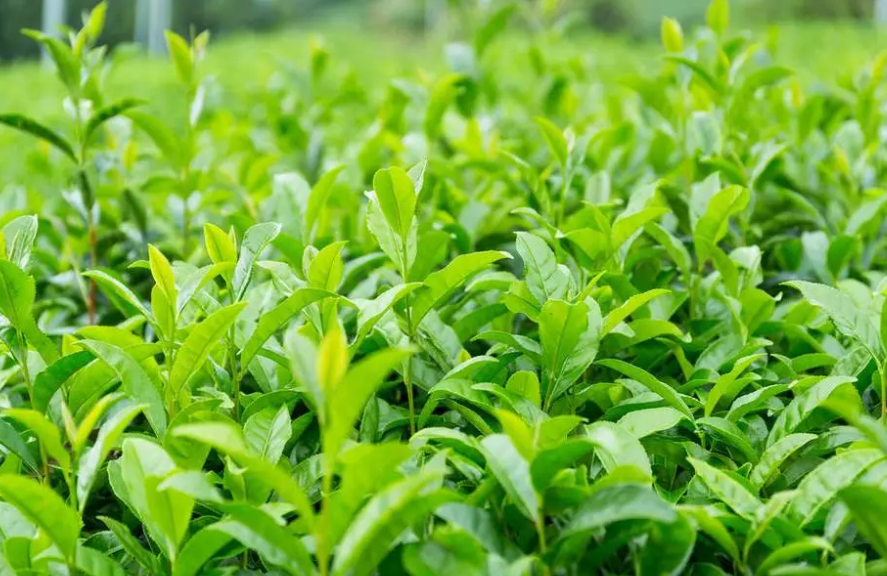 茶树生长的自然条件高中地理