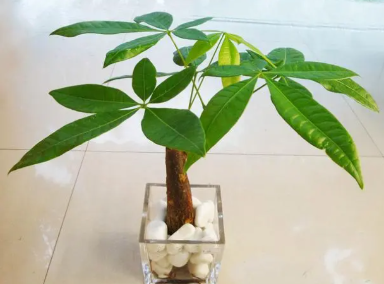 发财树适合用什么肥料