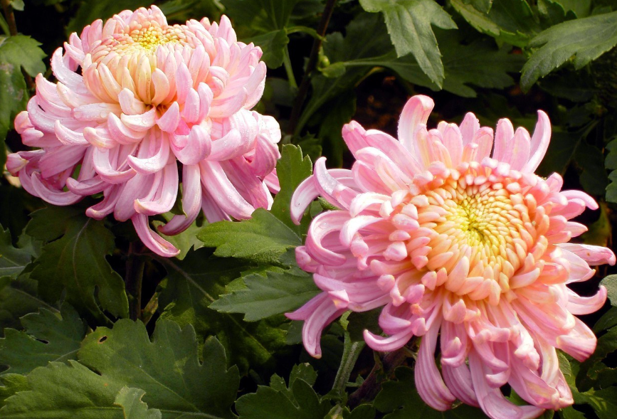 菊花种植及销路如何