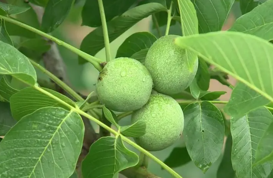 院里有核桃树是吉是凶