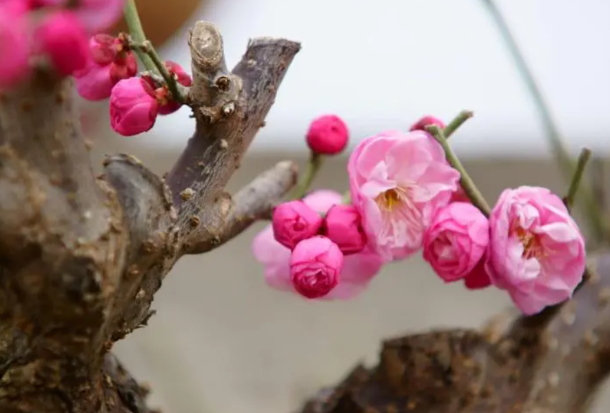 梅花移盆注意事项