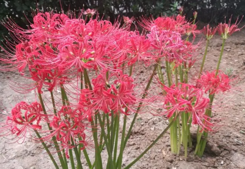 红花石蒜是彼岸花吗