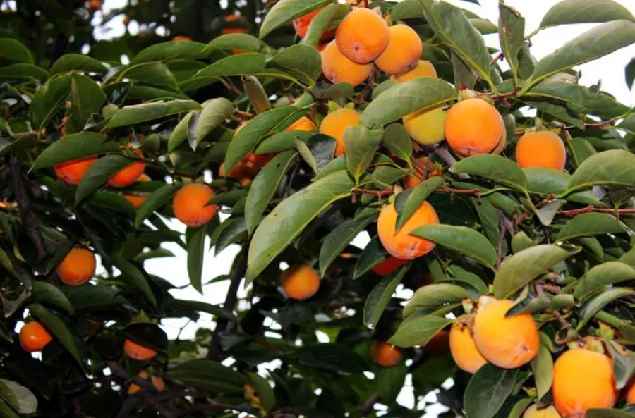 柿子树叶子发黄怎么回事